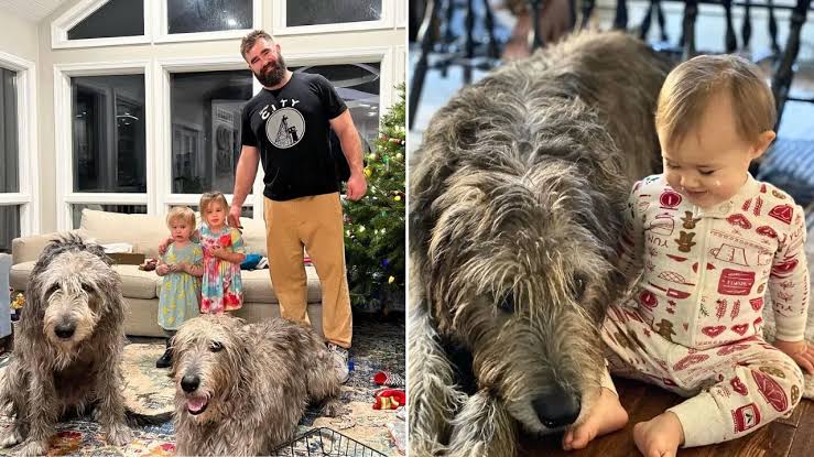 Pregnant Kylie Kelce and Jason Kelce are navigating the loss of their Irish woldhound Baloo, who died one year after the death of their dog Winnie...